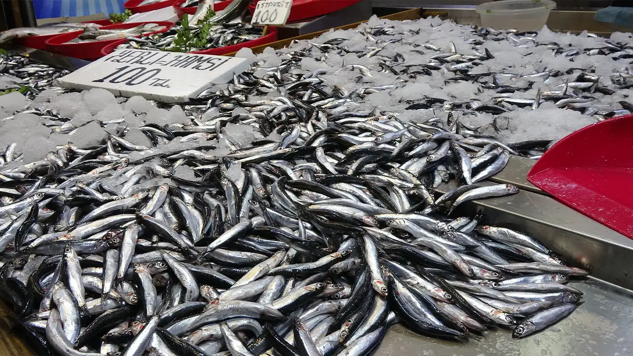 Hamsi stokları alarmda mı? Uzmandan uyarı