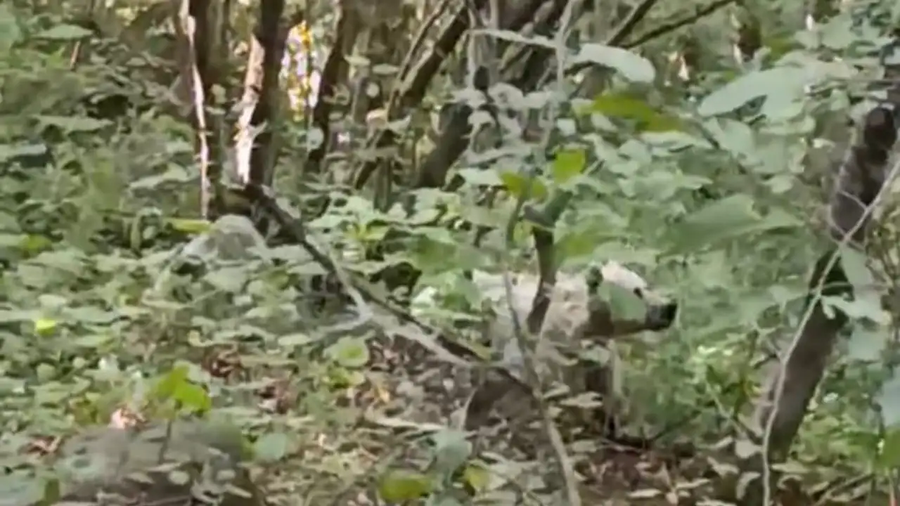 Bölgemizde görüntülenmişti: Beyaz tonlu ayılar gerçekten beyaz mı?