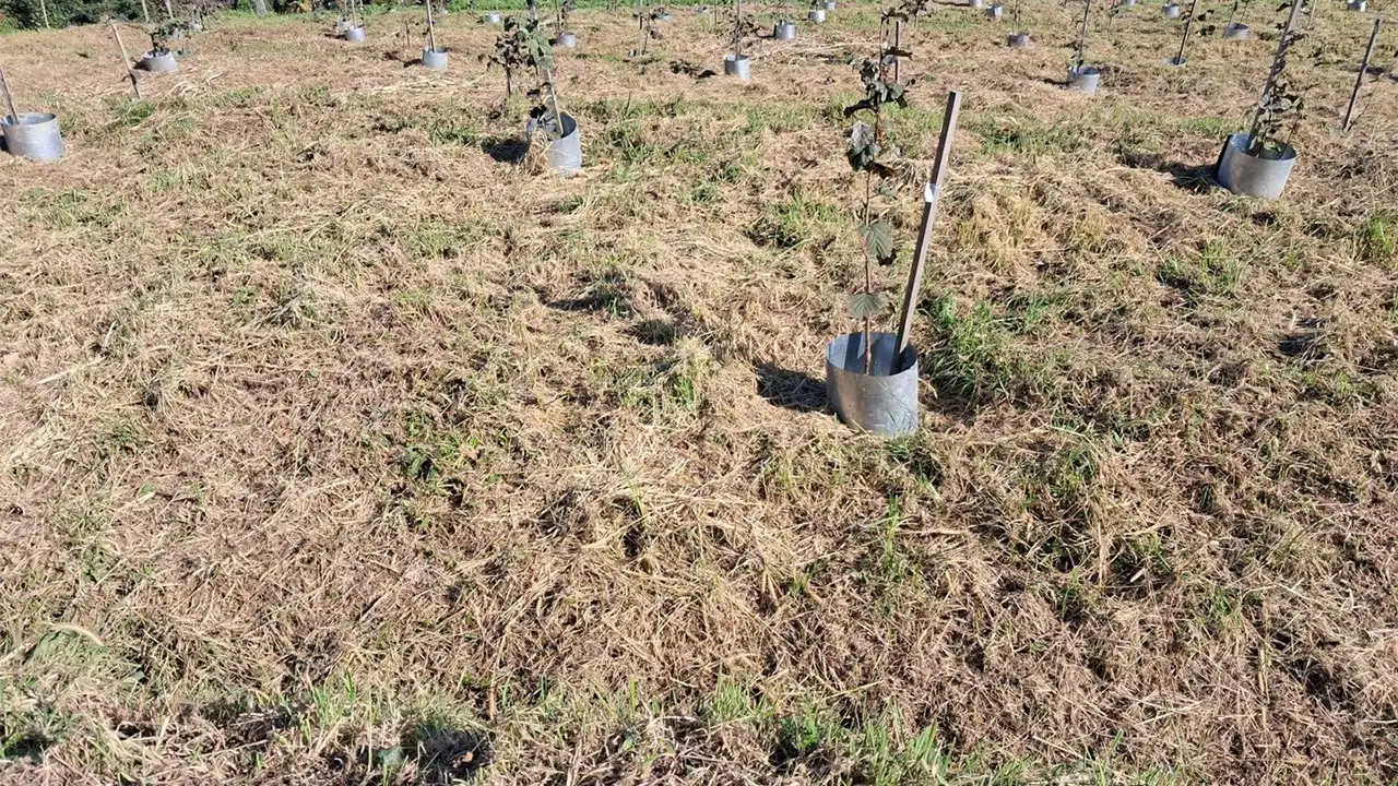 Çakıldak fındıkta yüksek verim: Klon seleksiyonu devam ediyor