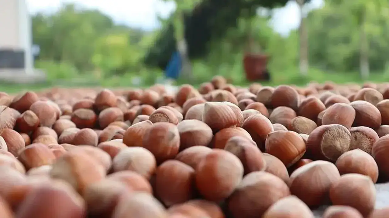 Trabzon’da fındık piyasasında son durum – 16 Ekim 2025