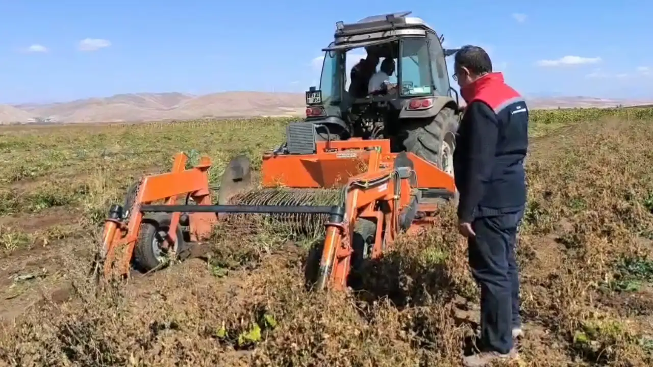 Bayburt’ta beyaz fasulye hasadı başladı