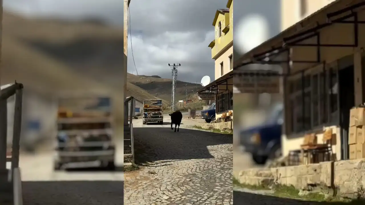 Taşköprü Yaylası’nda ineklerin duygusal vedası sosyal medyayı salladı