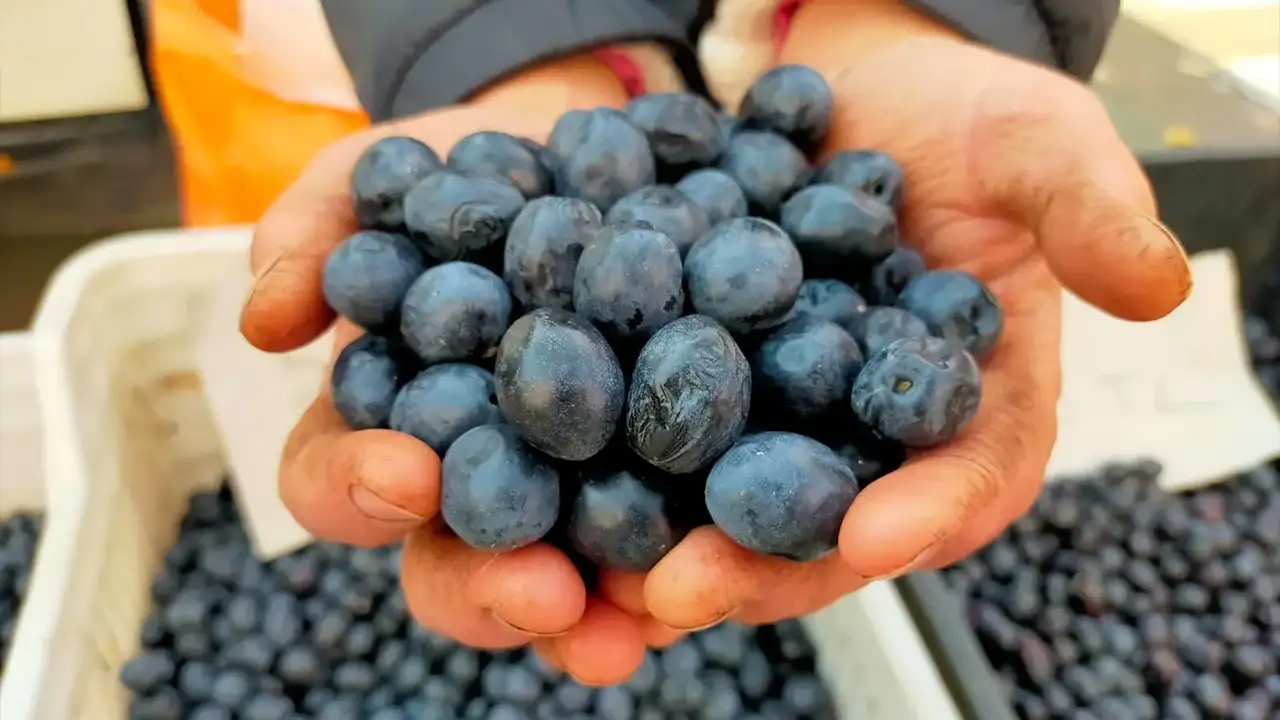 Artvin Butko zeytini 2025-2026 sezonu taban fiyatı belli oldu: Sofralık ve zeytinyağı fiyatları açıklandı