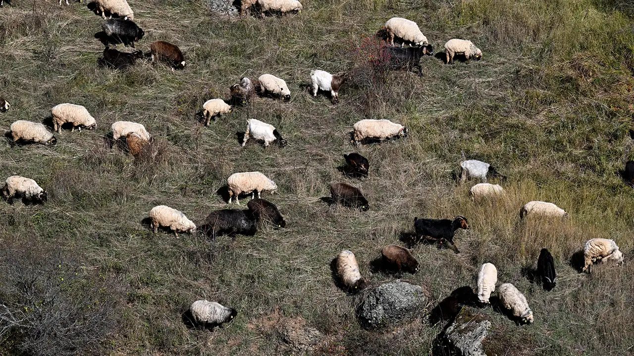 Zigana Dağı’nda sonbahar güzelliği: Besiciler hayvanlarını otlatıyor