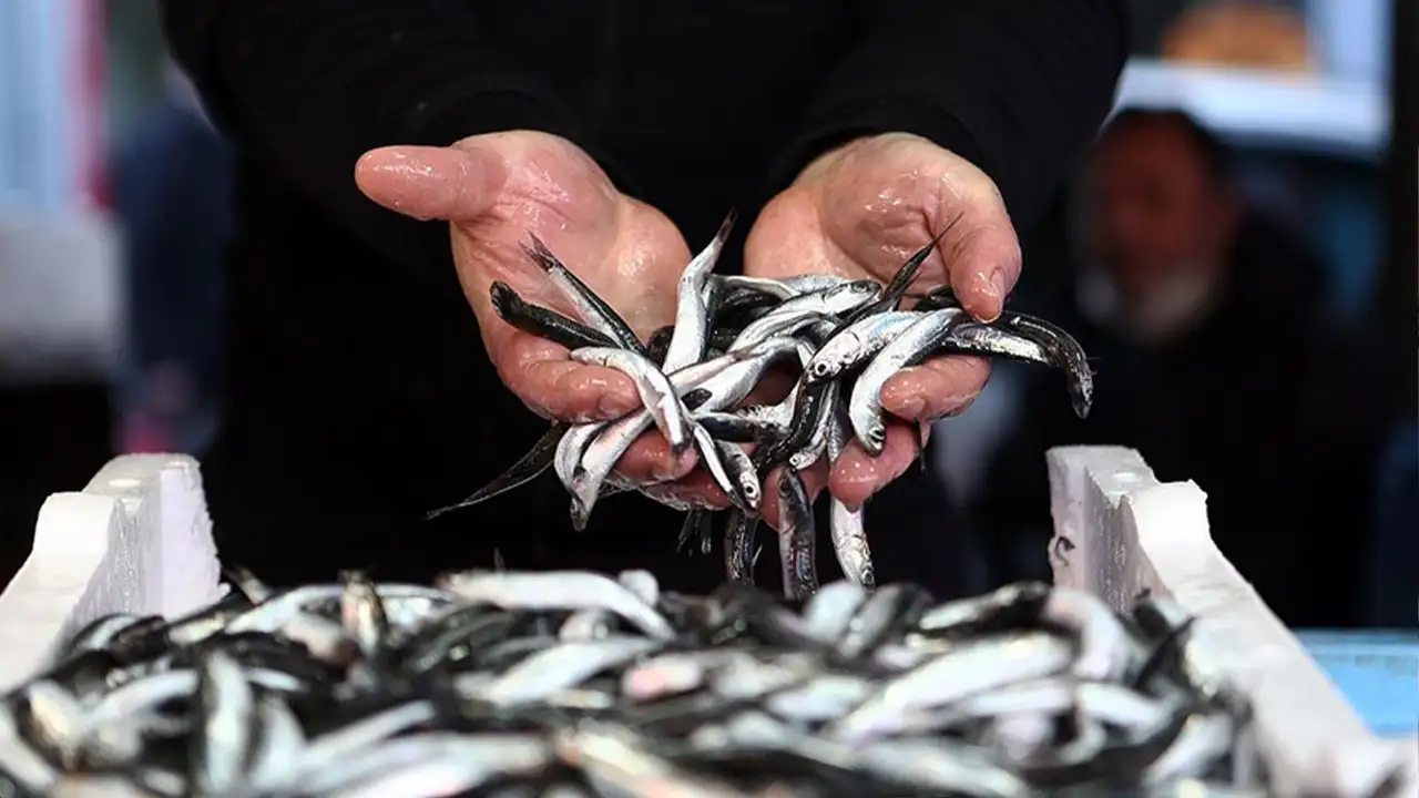 Trabzon’da balıkçılar bile inanamadı: Hamsi hiç bu kadar ucuz olmamıştı