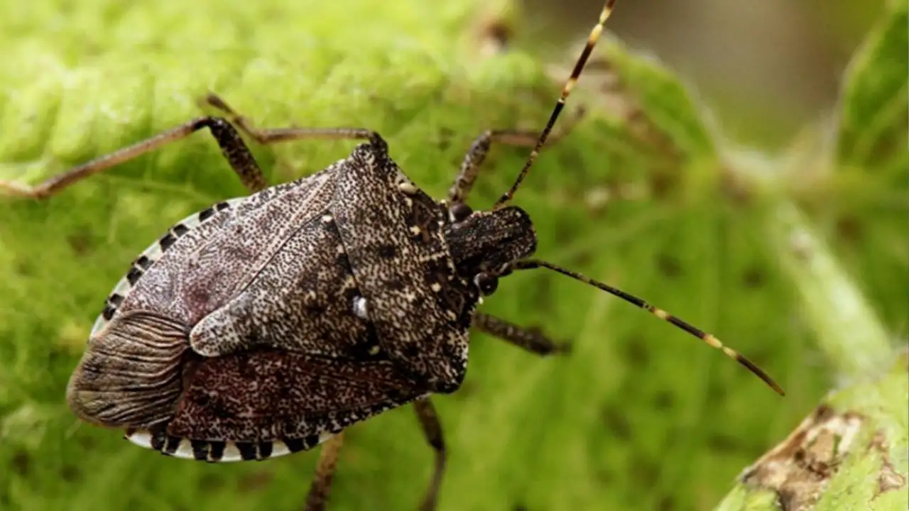 Saadet Partisi Trabzon uyardı: Kokarca istilasına karşı acil önlem şart