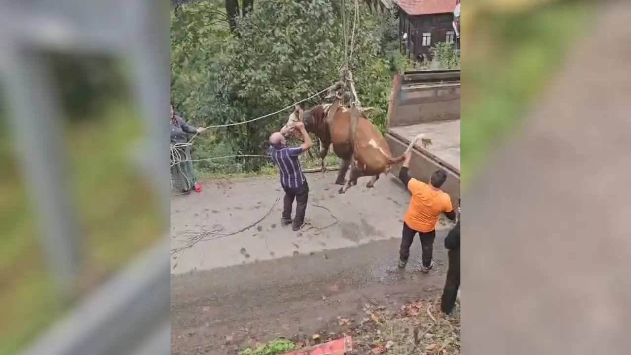 Rize'de inek yoldan aşağı yuvarlandı: Vinçle kurtarıldı