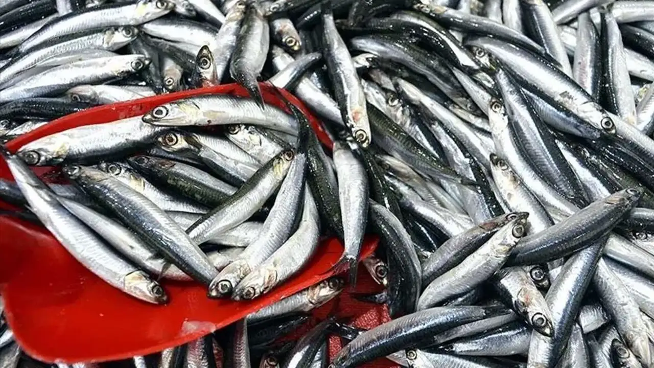 Hamsi ihracatı rekor kırdı: 9 ayda 19 ülkeye ulaştı