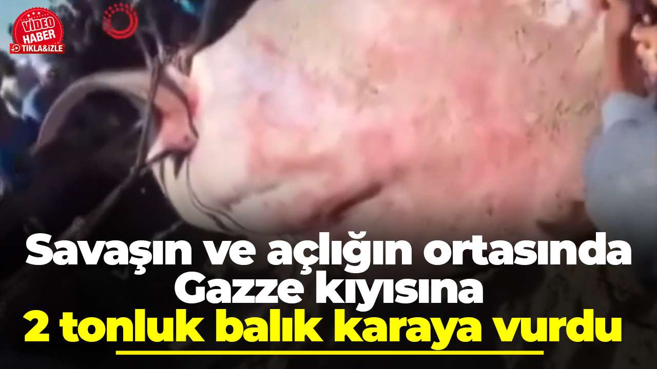 Savaşın ve açlığın ortasında Gazze kıyısına 2 tonluk balık karaya vurdu