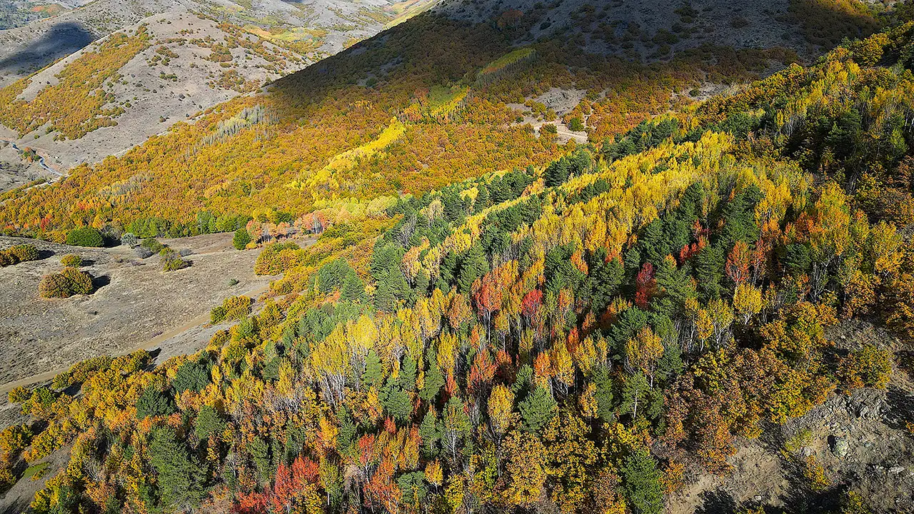 Bayburt ormanlarında renk cümbüşü: Dronla görüntülendi