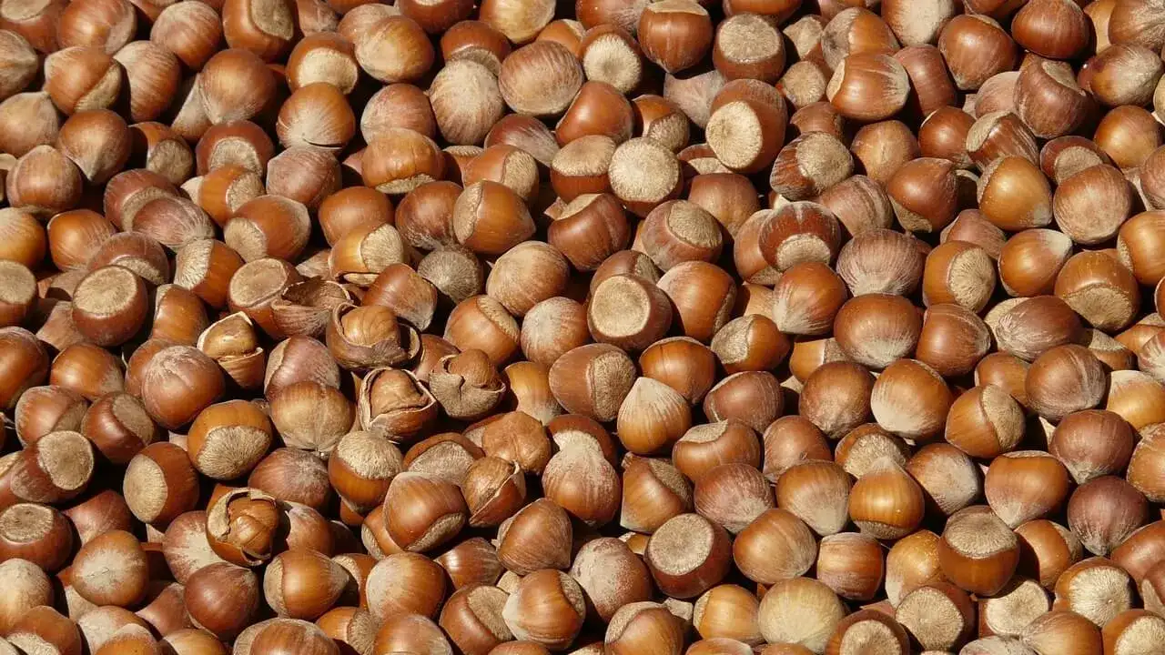 Trabzon'da serbest piyasa güncel fındık fiyatları 18 Ekim 2025