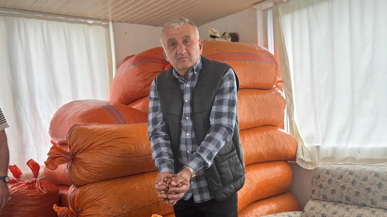 Ordu'da fındık evde kaldı: Üreticiler 400 Lira üzerini bekliyor