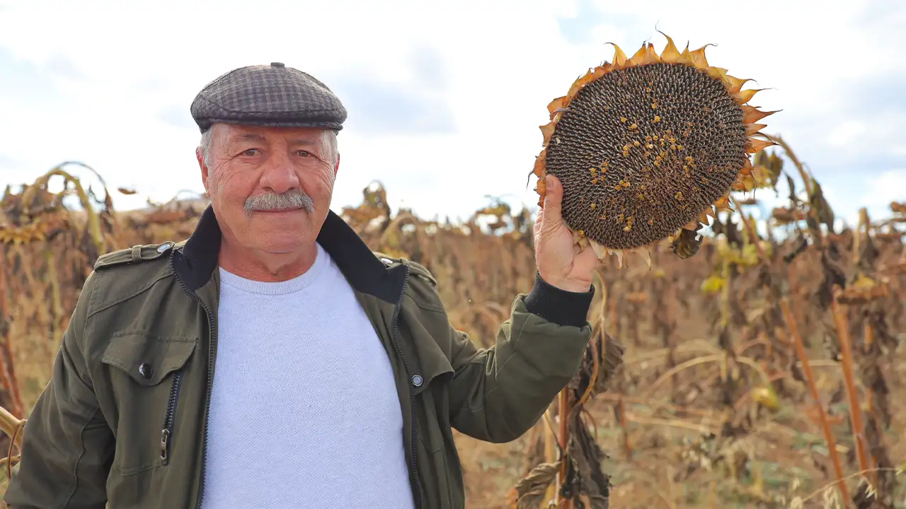 Bayburt’ta çerezlik ayçiçeği patlaması: Ekim alanı 5 bin 800 dekara ulaştı