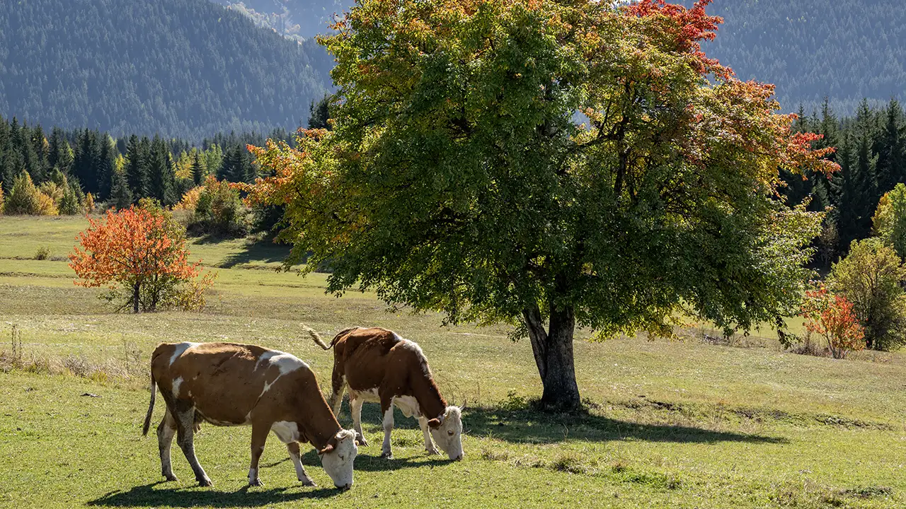 Şavşat’ta sonbahar büyüsü: Sarı, kırmızı ve yeşilin dansı