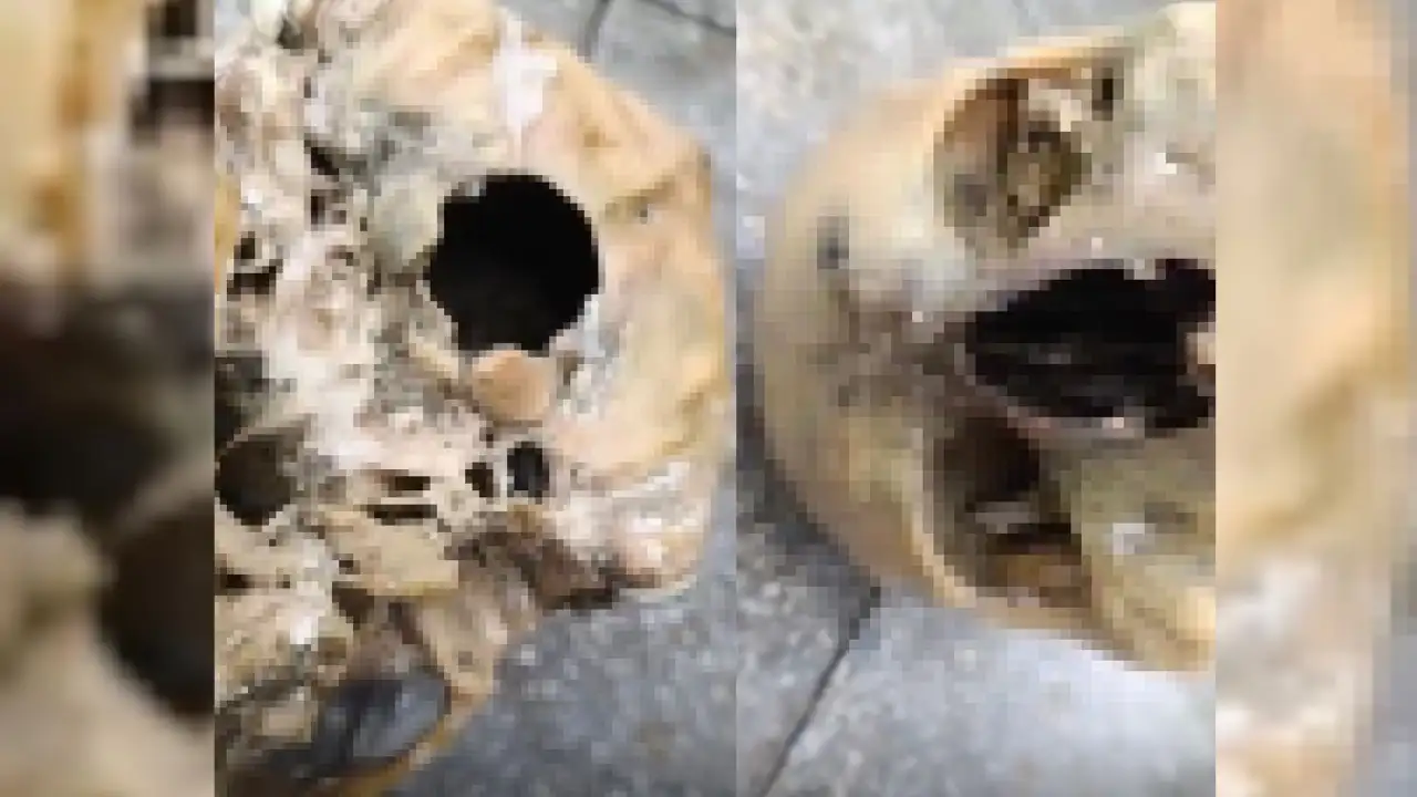 İzmir’de şoke eden görüntü: Oltaya insan kafatası takıldı