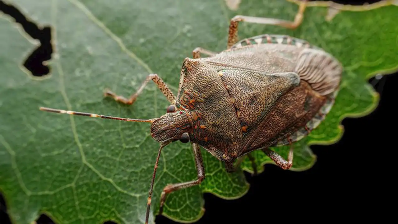 Trabzon'un baş belası için bakanlık sonunda harekete geçti