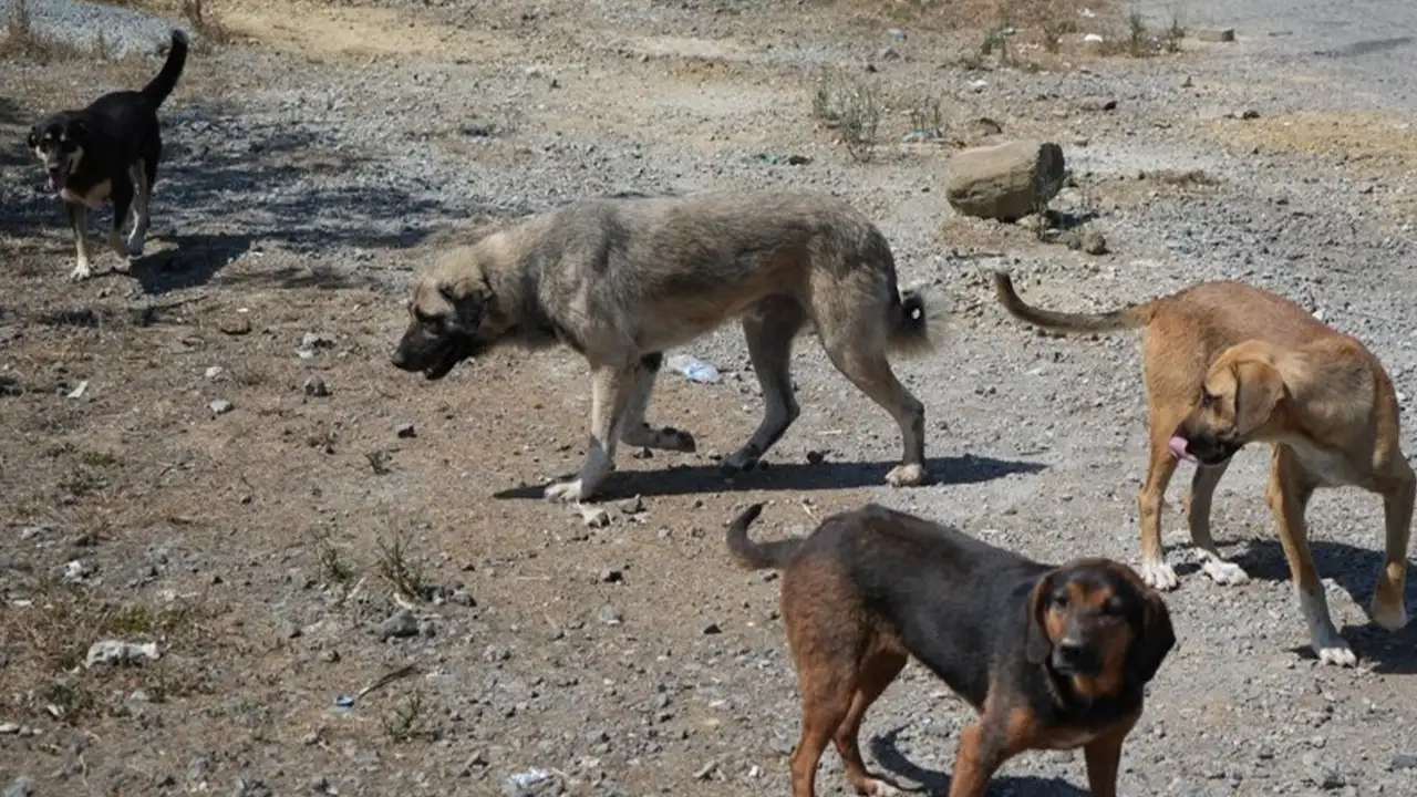 Artan başıboş köpekler trafik ve yaban hayatını tehdit ediyor
