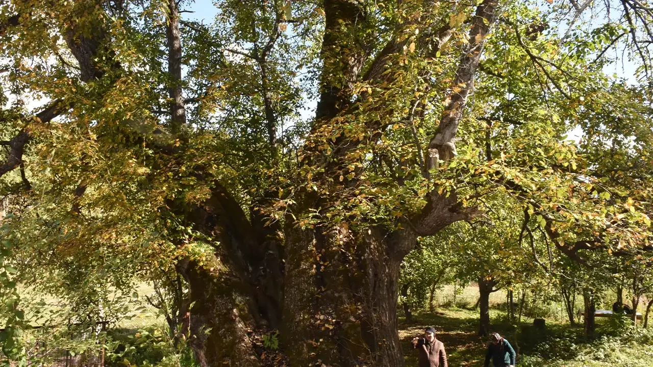 Artvin'de vatandaşların uğrak noktaları arasında o ağaç yer alıyor