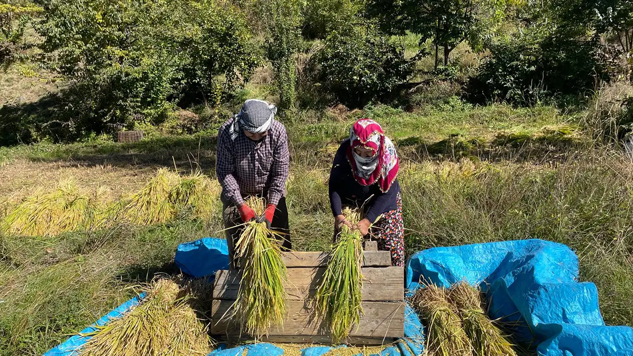 Artvin Yusufeli’nde çeltik hasadı: Geleneksel yöntemlerle organik üretim sürüyor