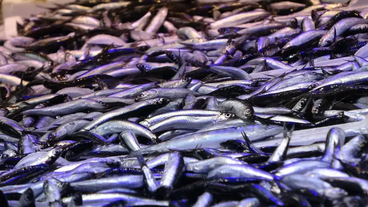 Trabzon’da tezgahlarda hamsi bolluğu: İşte Trabzon’da hamsi fiyatları