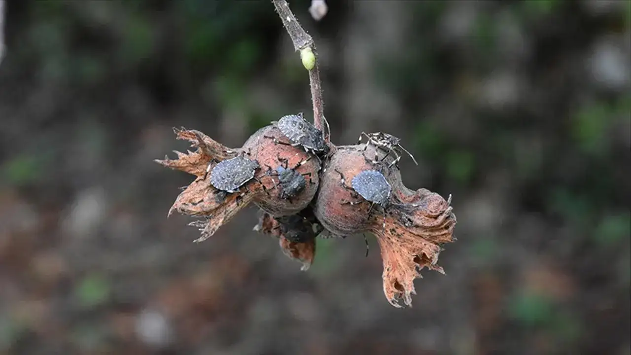 Fındık ve kahverengi kokarca gündemde: Borsalar bir araya geldi