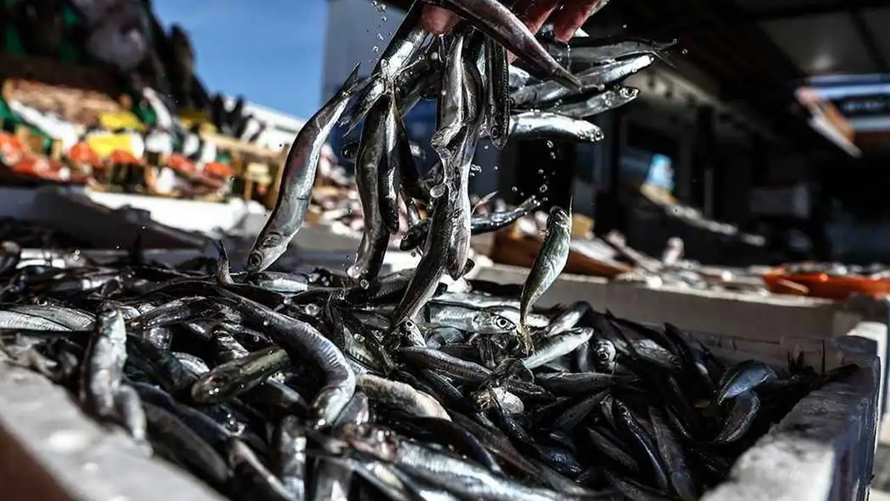 Ordu’da hamside beklenmedik bolluk: Fiyatı da şaşırtıyor