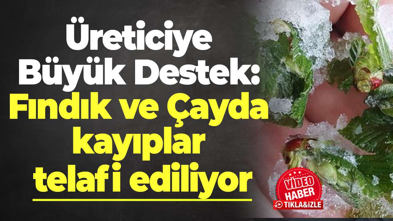 Üreticiye büyük destek: Fındık ve Çayda kayıplar telafi ediliyor