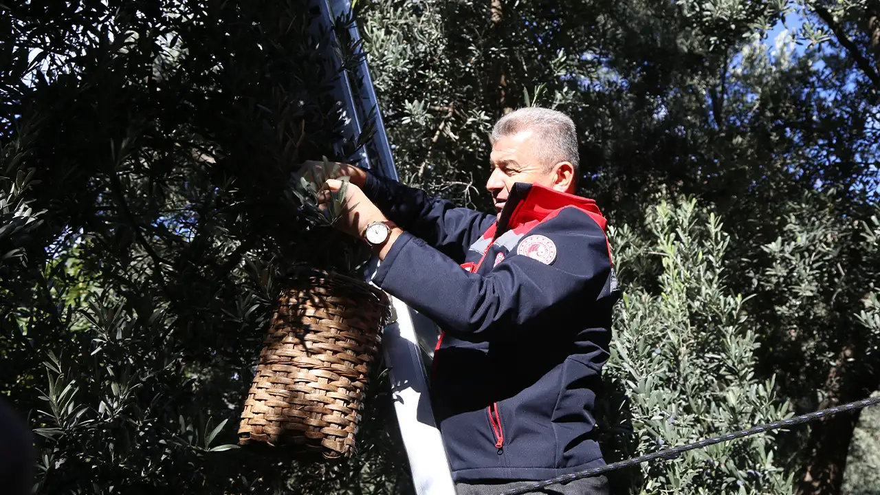 Artvin’de altın değerinde hasat: Uluslararası ödüllü Butko Zeytini sezonuna başladı