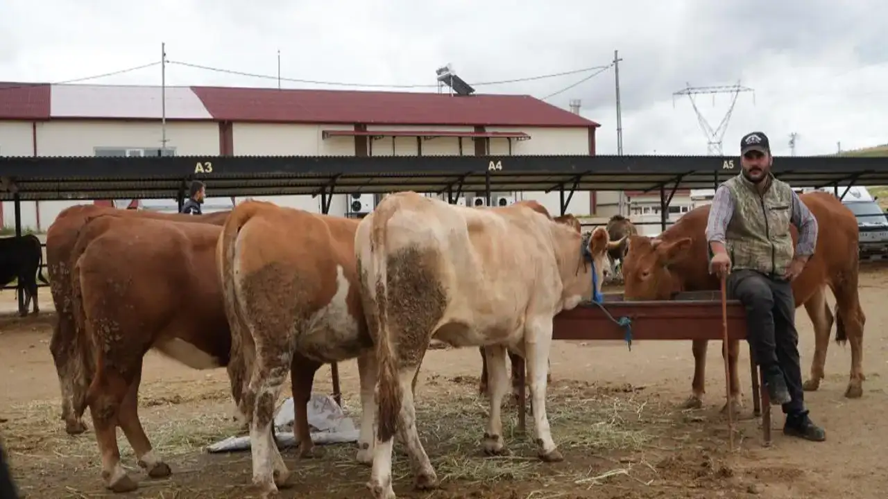 Bayburt'ta kapatılan canlı hayvan pazarı tekrardan hizmete açıldı