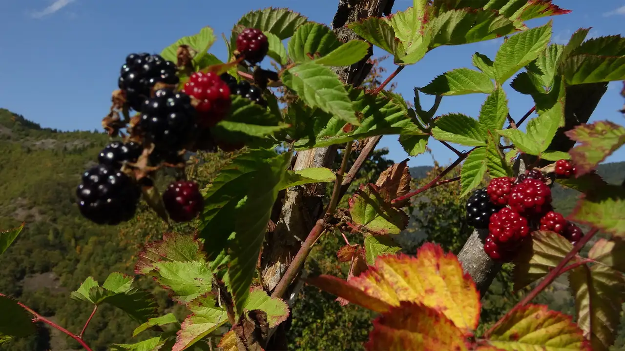 Giresun’da kilosu 500 lira: Organik böğürtlenle şifa dağıtıyor