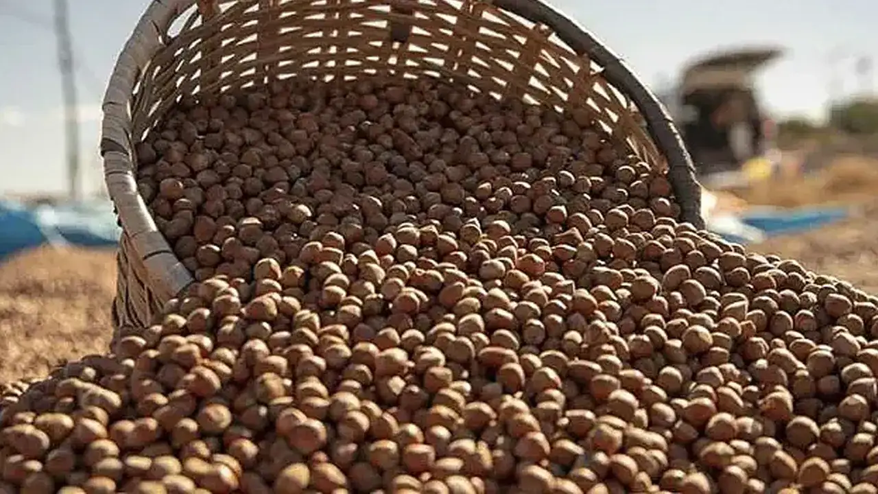 Avrupalı alıcı elini çekti : Fındıkta ibre aşağı döndü