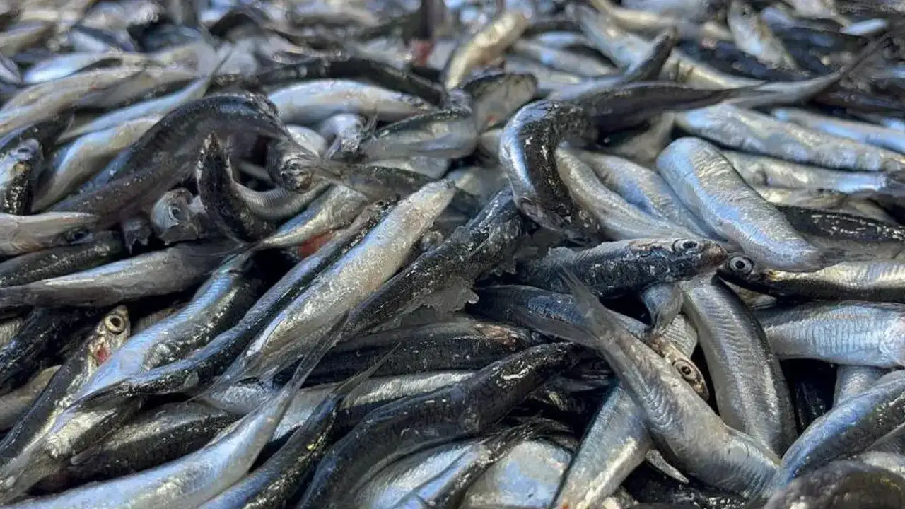 Ordu’da vatandaş balık sırasına girdi: İşte balık fiyatları