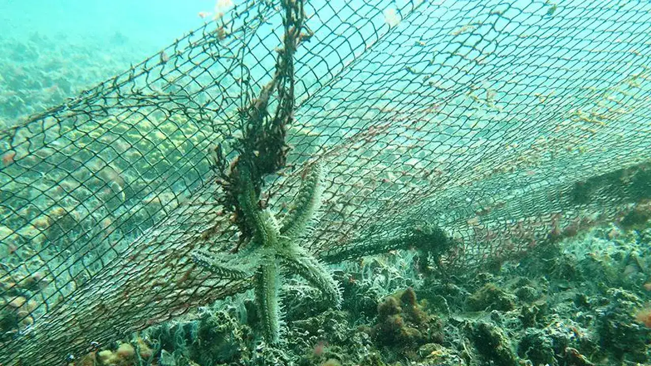 Trabzon’dan o tehlikeye dikkat çekildi: Denizde yaşam yok oluyor