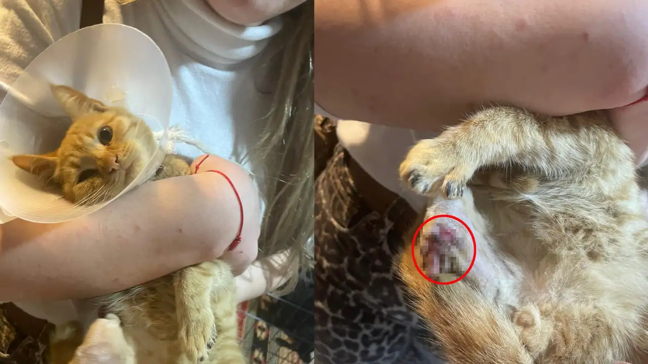 Isparta’da sokak hayvanlarına vahşet: ‘Büyü’ iddiası ortalığı karıştırdı