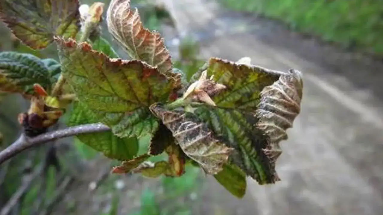 Trabzon’da üreticiye zirai don desteği: Ödemeler başladı