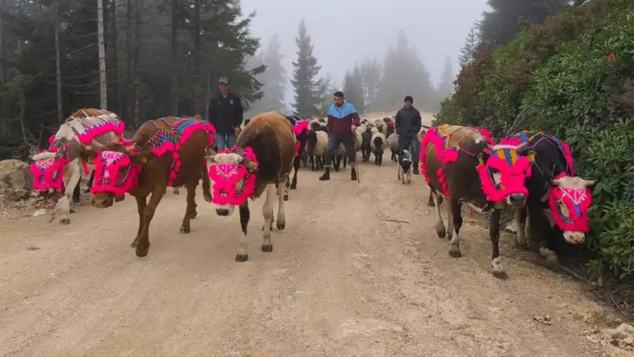 Trabzon’da yayla sezonu sona erdi: Yaylacıların dönüşleri hızlandı