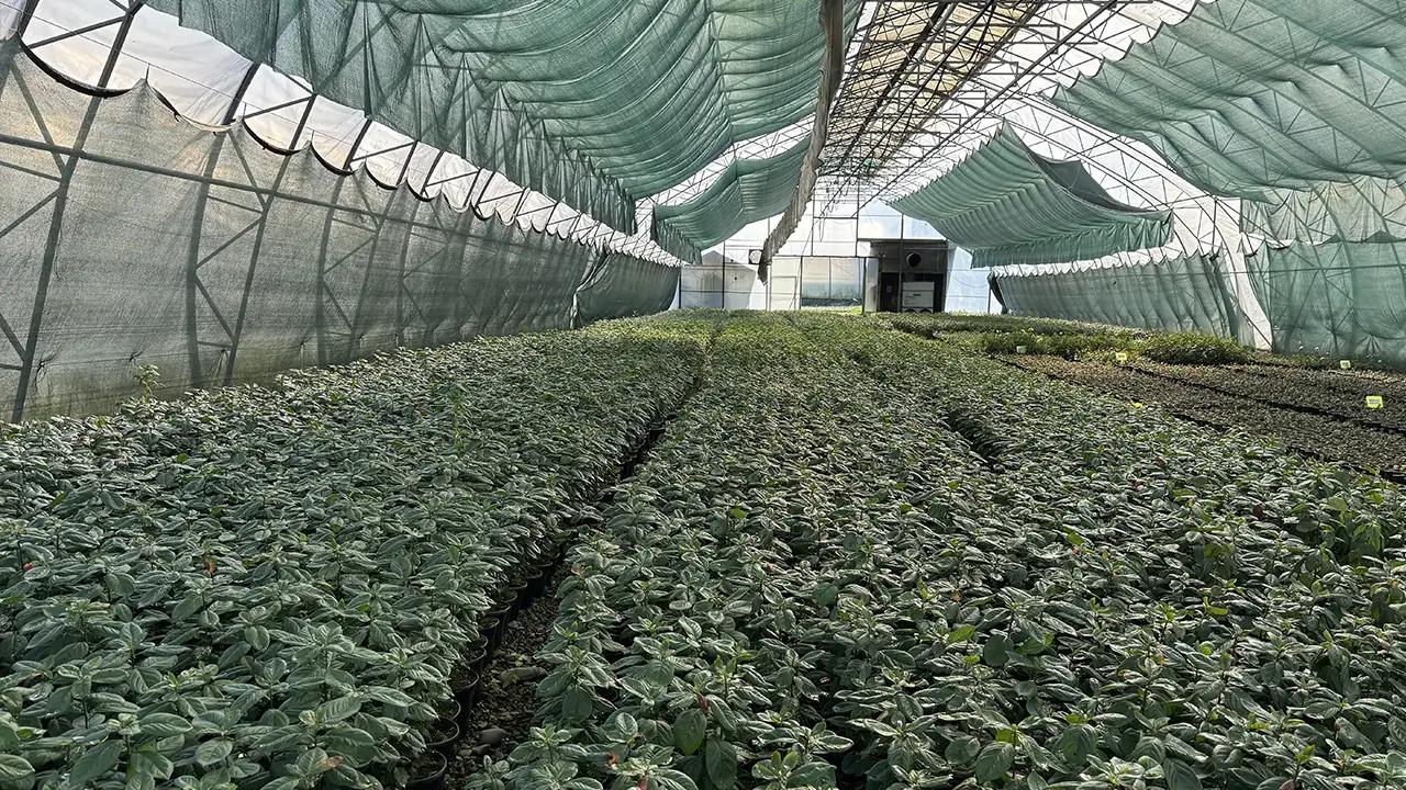 Trabzon'da yılda 200 bin adet üretiliyor: 600 bin fidan kapasiteli