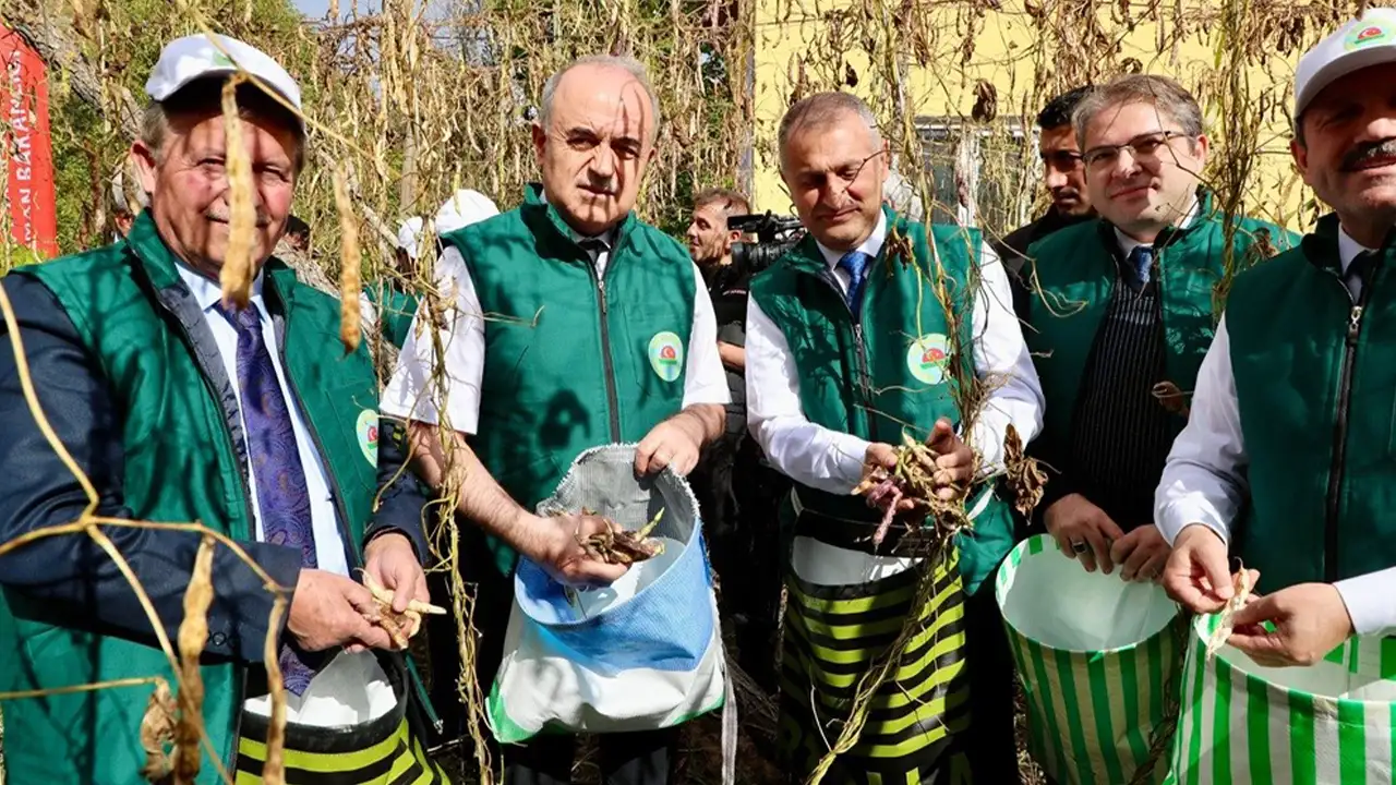 Ordu'da Akkuş Şeker Fasulyesi: 5. hasat coşkuyla gerçekleştirildi