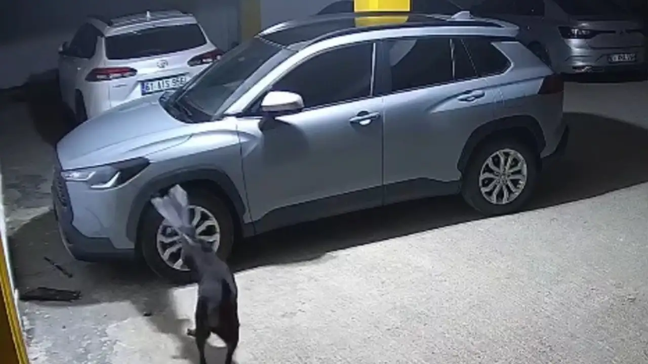 Trabzon’da kediyi kovalayan köpekler bakın ne yaptı: Olay güvenlik kamerasında