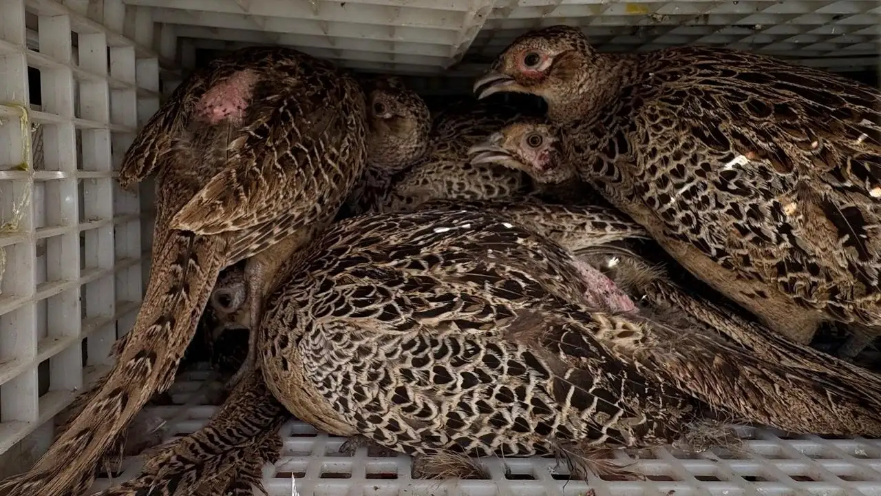 Ordu’da kahverengi kokarca krizi: 200 sülün doğaya salındı