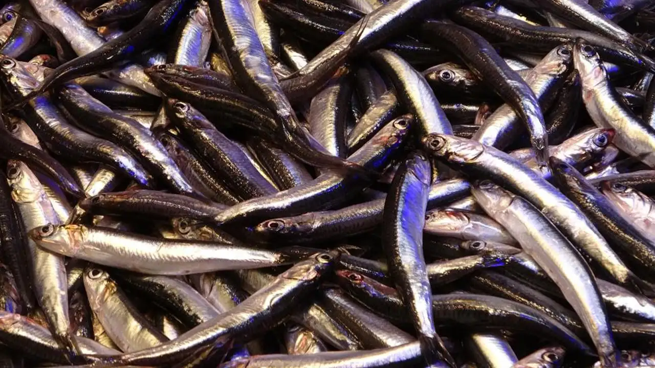 Trabzon'da tezgahlar hamsiyle doldu ama Avrupa’ya yetmedi