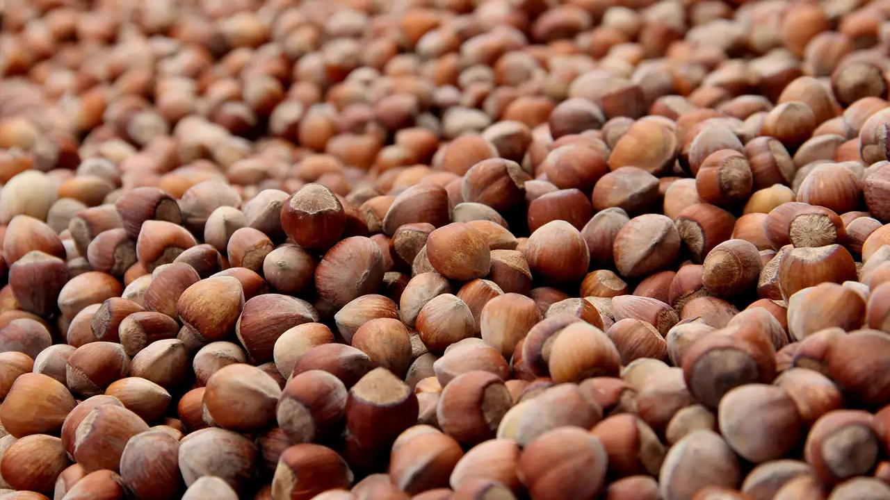 Fındıkta tarihi felaket: Rekolte 250 bin ton azaldı