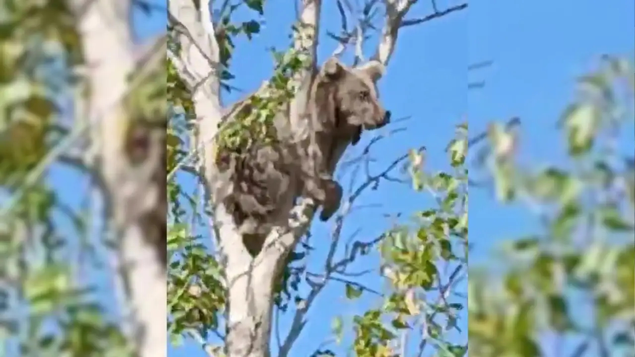 Bayburt'ta ağaca yavru ayı çıktı: İtfaiye kurtarmaya çalıştı