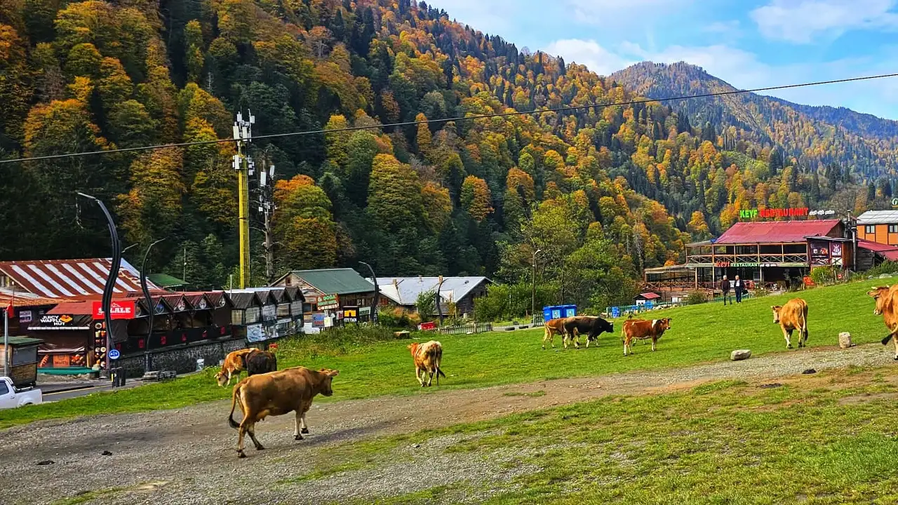 Ayder Yaylası’nda renk şöleni: Sonbahar tüm güzelliğiyle kendini gösterdi