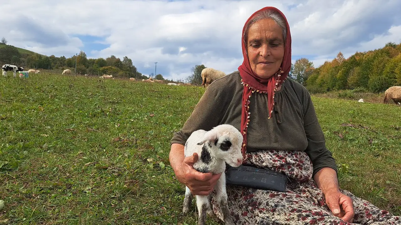 Ordu'da eşini kaybeden kadın çobanlık yapmaya başladı: “Hayvanlarım benim evlatlarım gibi“