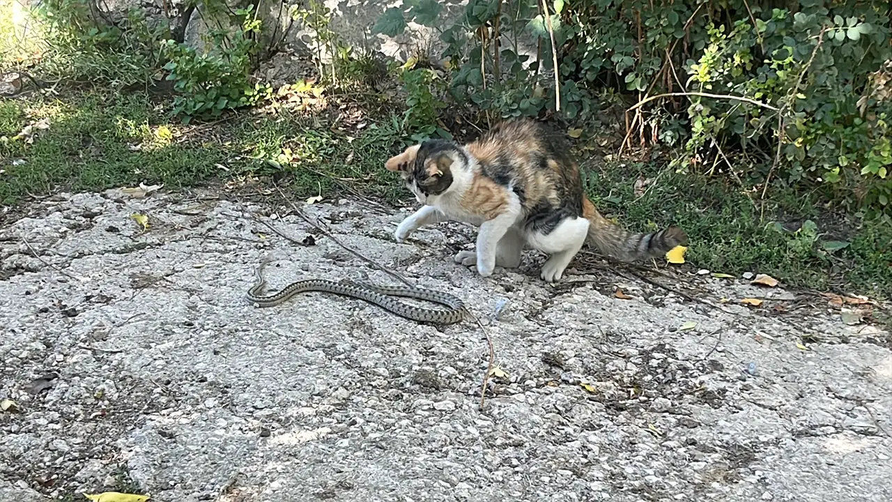 Bayburt’ta kedi yılanla savaştı: Kazananı şaşırtmadı