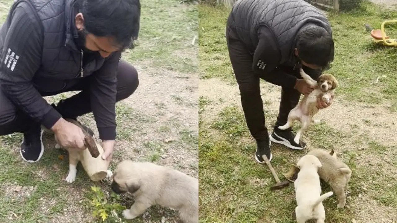 Artvin’de yavru köpek testiyle başını belaya soktu: Müşteri çekiçle kurtardı
