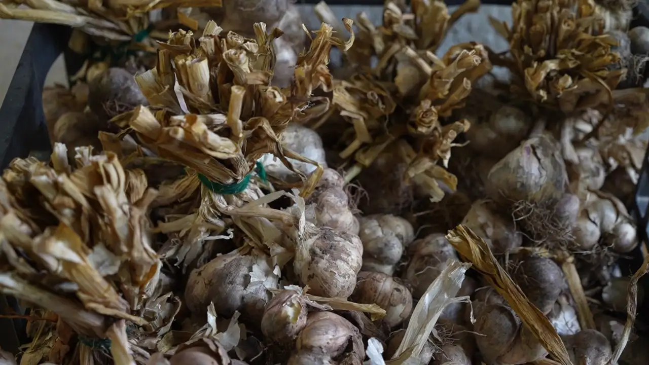 Türkiye genelinde lezzetiyle iddialı: Gümüşhane'nin siyah sarımsağı tescil yolunda