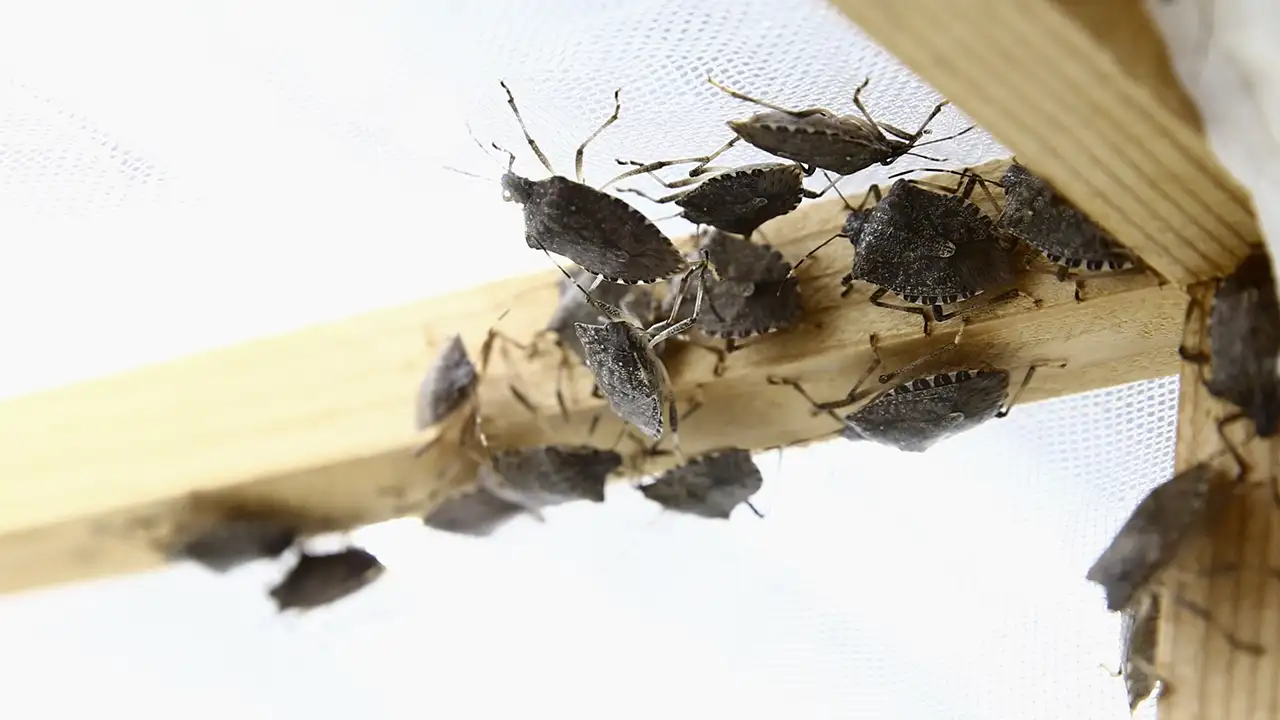 Kahverengi kokarcaya karşı çift yönlü mücadele: Samuray arısı üretimi hız kazandı