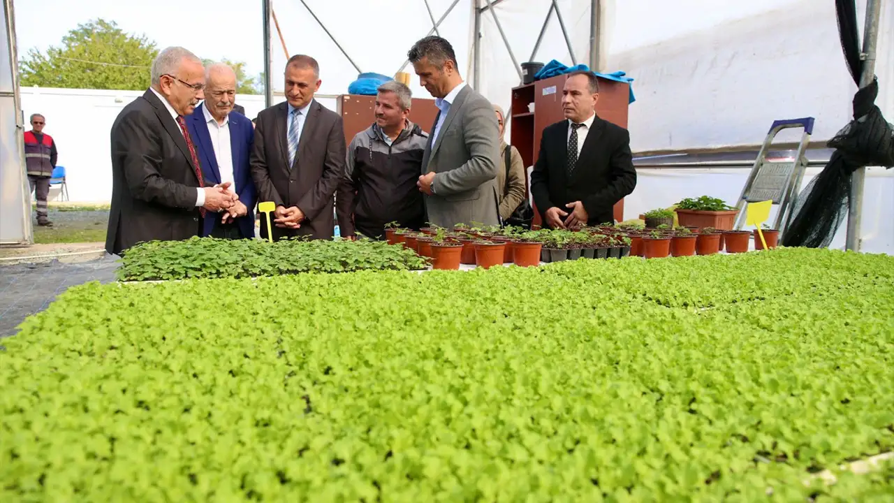Ordu Büyükşehir’den üreticiye destek: 400 bin kışlık fide dağıtılacak